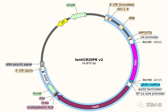 慢病毒包装的简要操作说明