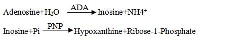 新产品推介—嘌呤核苷磷酸化酶（PNP）