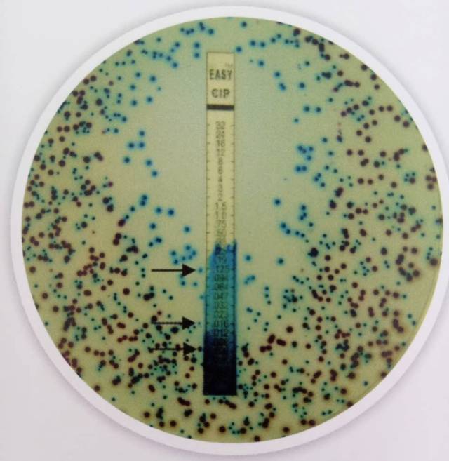 HiCrome™显色培养基快速鉴定细菌，已在国际悄然流行！