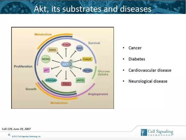指尖上的PPT，讲述Akt的魅力故事。