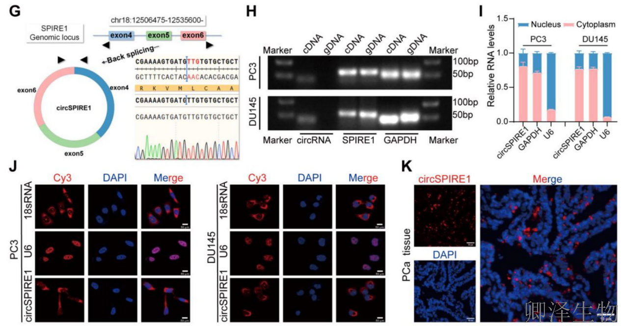 【circRNA翻译】 | 环状RNA编码新型蛋白，成前列腺癌治疗新靶点！
