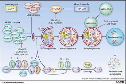 自噬体膜的来源问题, 细胞器自噬, 特别是线粒体自噬, mitophagy, Beclin1复合物的形成和调控蛋白以及mTOR信号通路在自噬中的作用 自噬体膜的来源问题, 细胞器自噬, 特别是线粒体自噬, mitophagy, Beclin1复合物的形成和调控蛋白以及mTOR信号通路在自噬中的作用