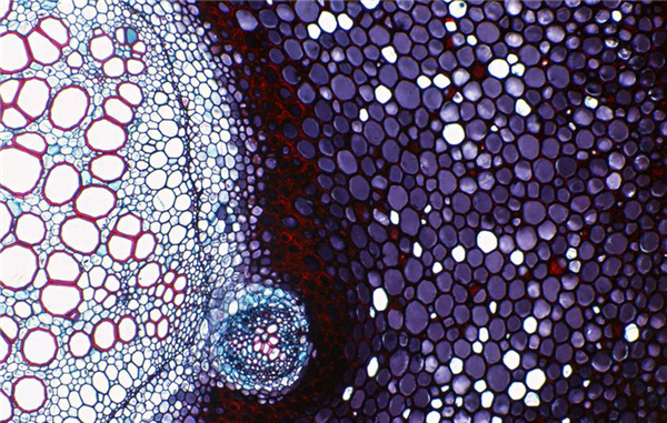 您的细胞还好吗？细胞活性检测方法汇总