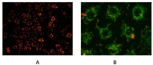Abbkine线粒体膜电位分析试剂盒（JC-1）
