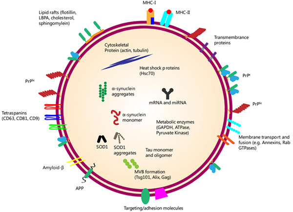 如何提取各种样本类型中的外泌体？请用外泌体提取试剂盒！