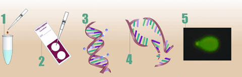 CometAssay 彗星分析试剂盒