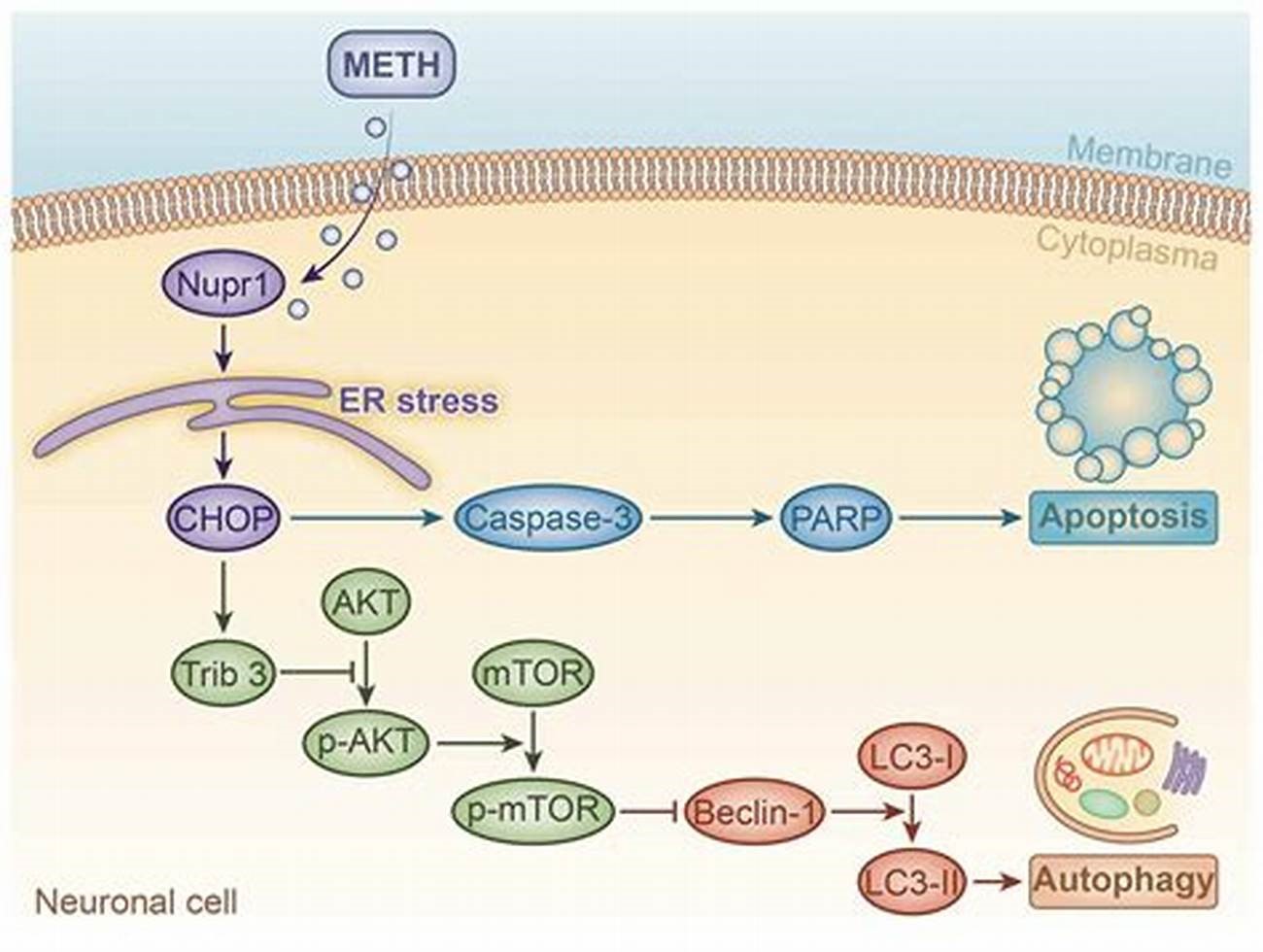 TUNEL上新了：细胞凋亡分析试剂盒（橙红荧光）