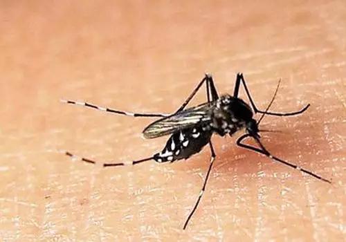 广东地区进入登革热高发季