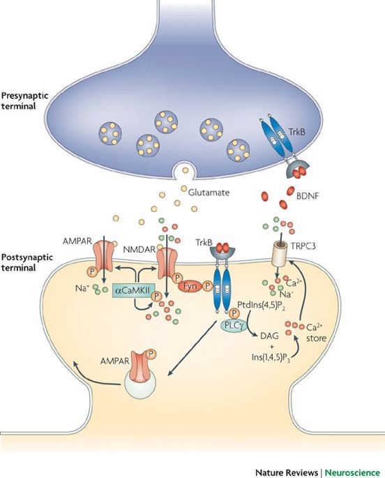 TrkB（酪氨酸激酶受体B）抗体—Nature推荐