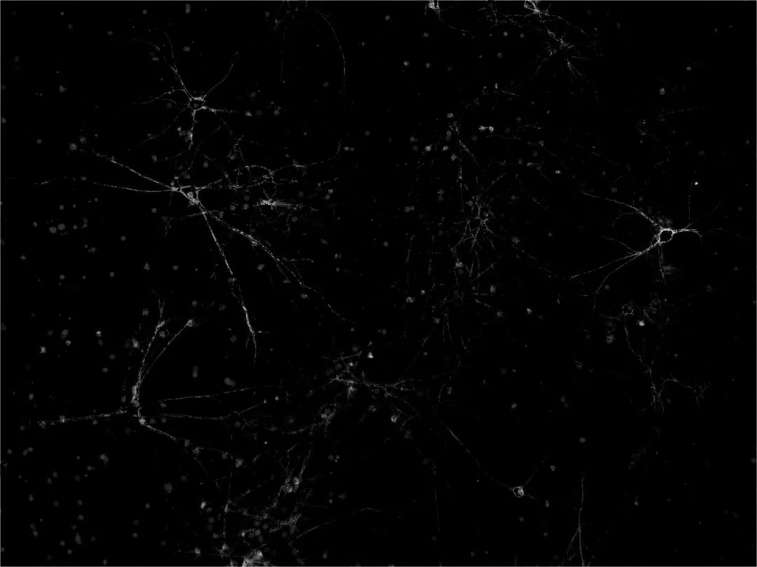 EVOS|点亮细胞之美