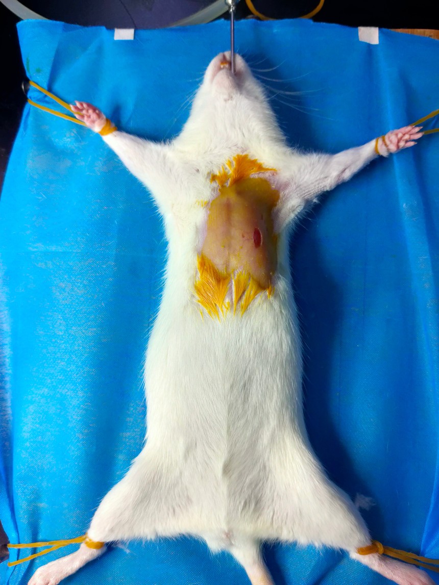 大鼠心肌缺血再灌注模型制备