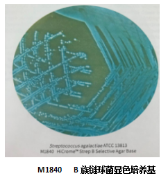 分离B 族链球菌的显色培养基