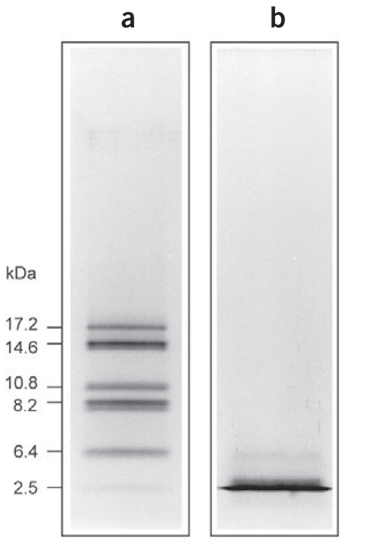 小于10kDa蛋白的分离解决方案