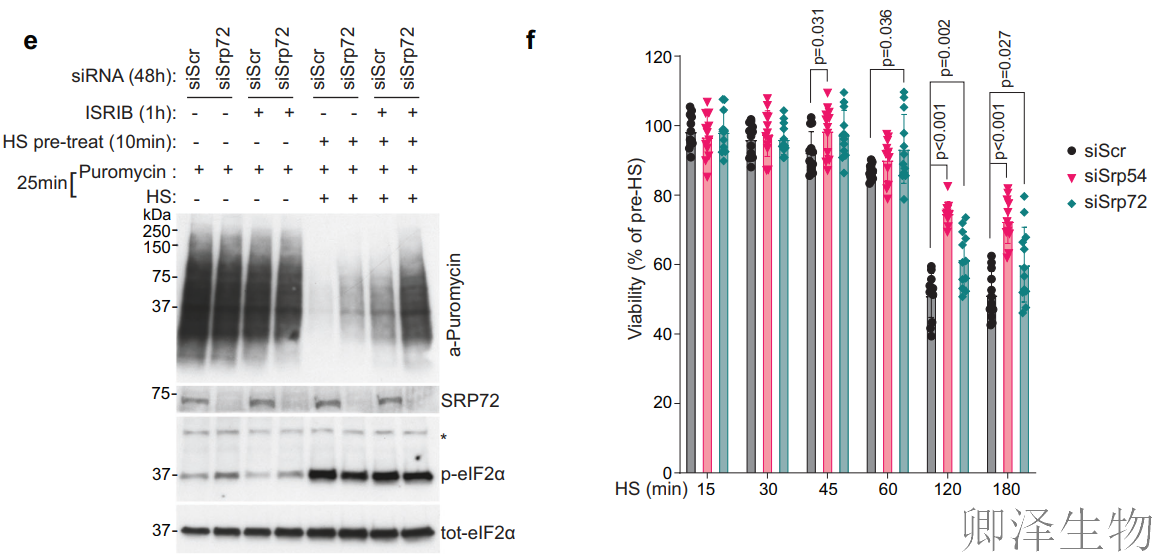 【热应激的翻译调控】 | 7SL RNA与信号识别颗粒（SRP）的双重身份大揭秘！