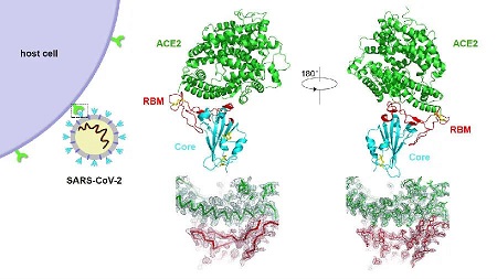 研究揭示受体ACE2特异性介导新冠病毒细胞侵染的结构基础