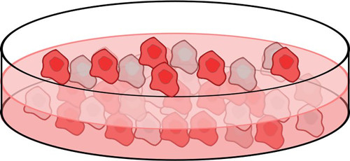 细胞不好养？很可能是你选错了血清！