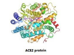 TargetMol's 7 libraries for your research to combat against covid-19