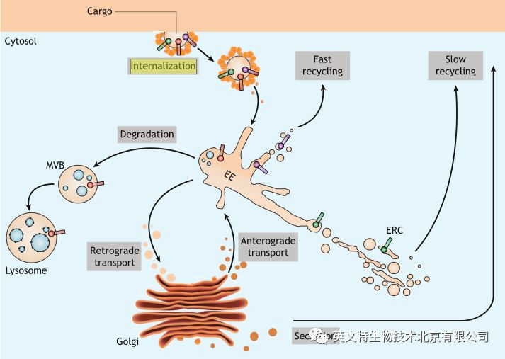 神秘的内体—内吞转运的来龙去脉