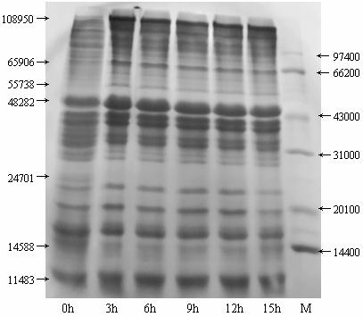 草鱼鱼肉总蛋白质凝胶电泳技术