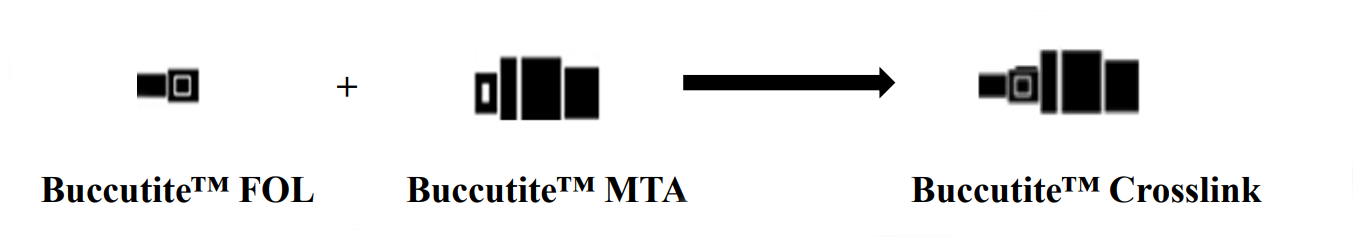 一种新的蛋白质交联抗体的标记和修饰方法
