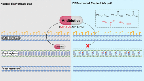 BMG LABTECH多功能酶标仪文献分享,浙江大学科研团队发表在Environmental Science and Technology 上名为Aliphatic Disinfection Byproducts Induced Antibiotic Resistance in Escherichia coli through Cell Wall Alteration报告