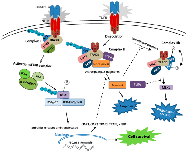 Mabtech肿瘤坏死因子-α（TNF-a）的产品大集合啦!