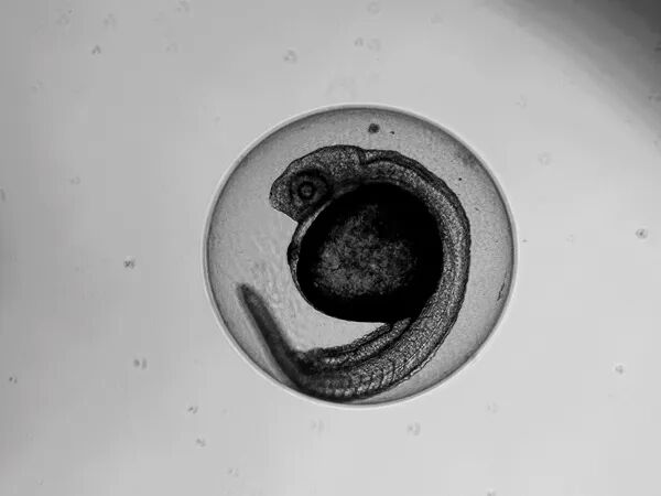 EVOS|点亮细胞之美