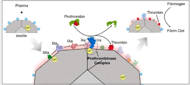 厉害了，点赞！ | 基于分子筛生物界面的多相酶催化