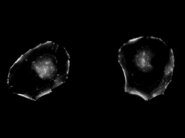 EVOS|点亮细胞之美