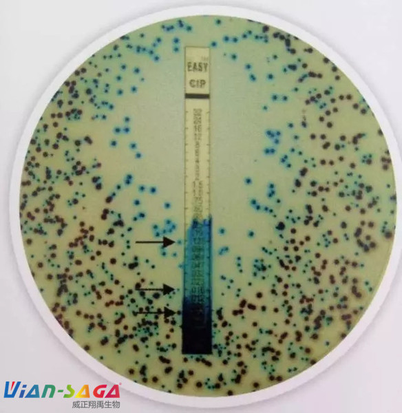 关于显色培养基，你知道多少？