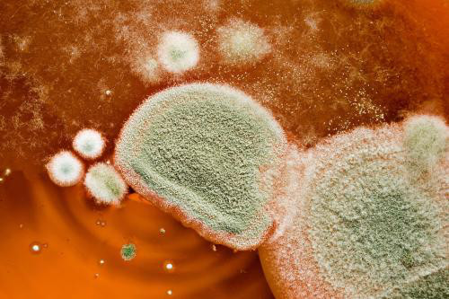 食品真菌毒素检测的那些事