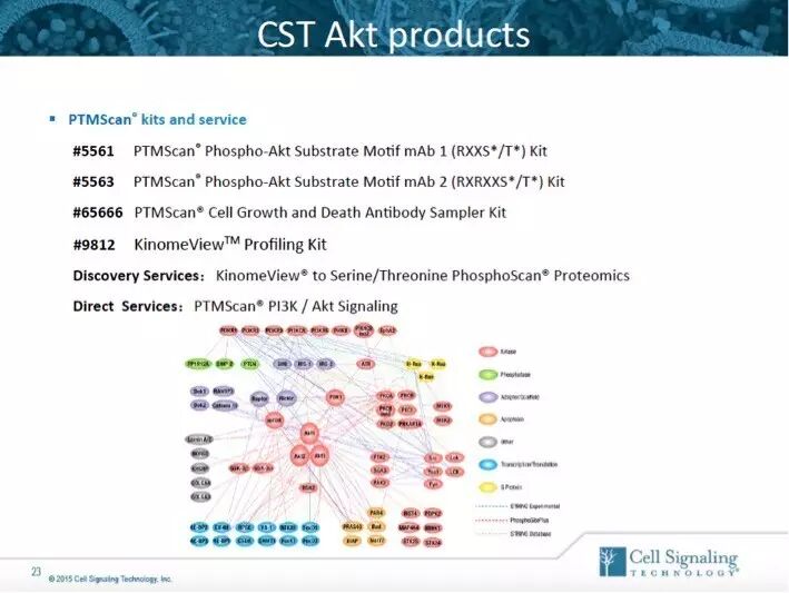 指尖上的PPT，讲述Akt的魅力故事。