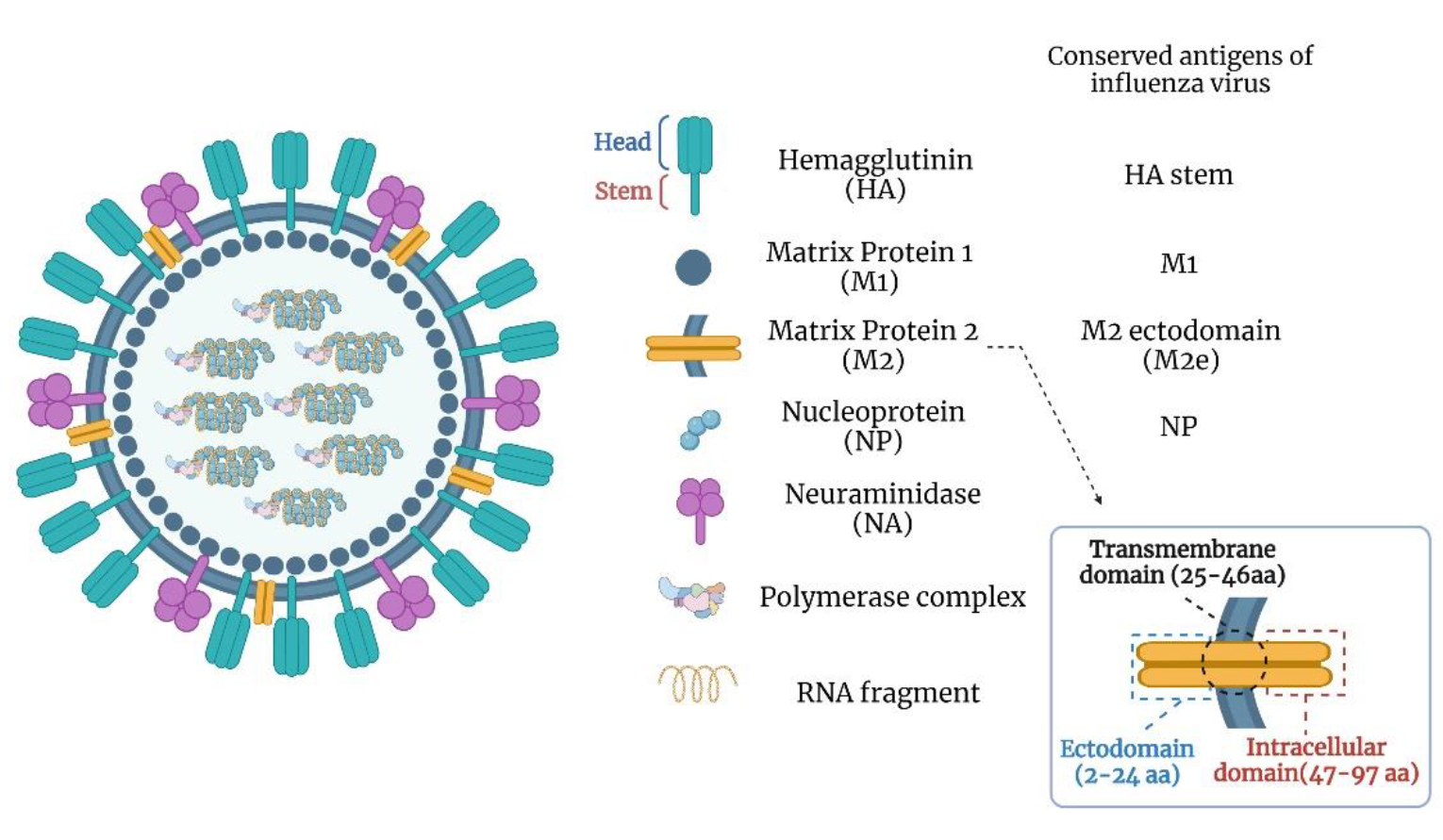 750+抗原、200+抗体！义翘神州“全景式”流感试剂库让疫苗研发快人一步