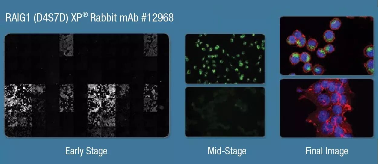 免疫荧光几多愁，5步收获出版图