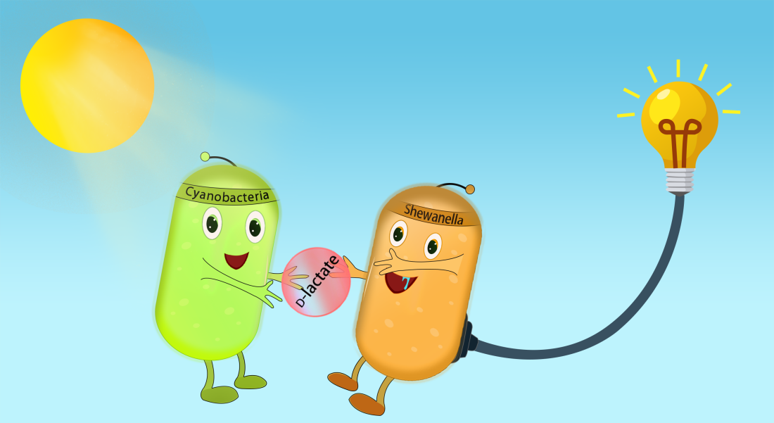 微生物所创建出新一代生物光伏系统