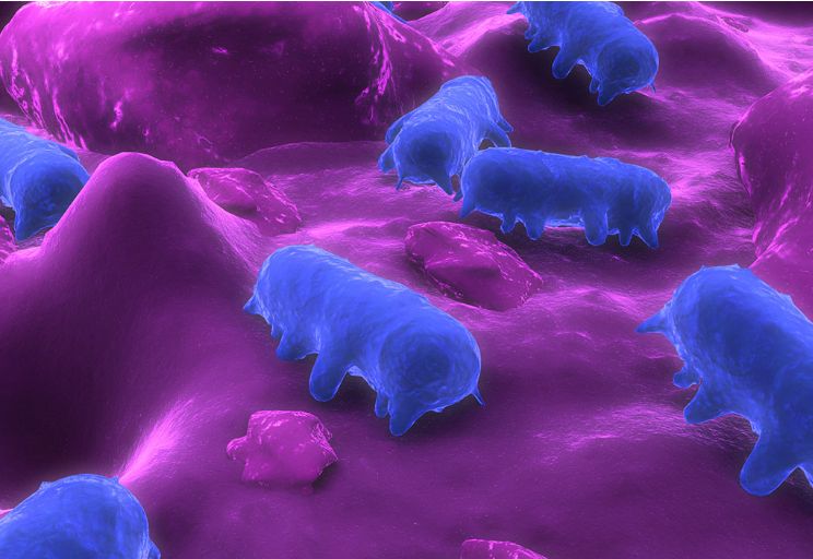 沙门氏菌的的传播途径与流行现状