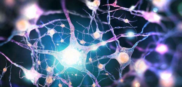 溶酶体参与细胞结构拆除及重建在细胞结构重建中发挥着重要作用