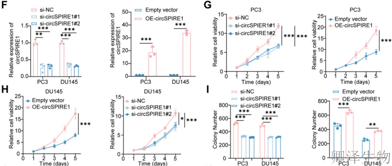 【circRNA翻译】 | 环状RNA编码新型蛋白，成前列腺癌治疗新靶点！