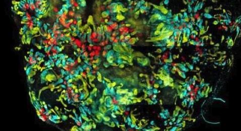 研究实现了在培养皿中成功培育出人类免疫细胞