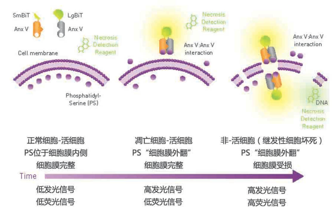 BMG多功能酶标仪实时监测细胞凋亡和细胞坏死