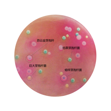 引起食物中毒的芽孢杆菌