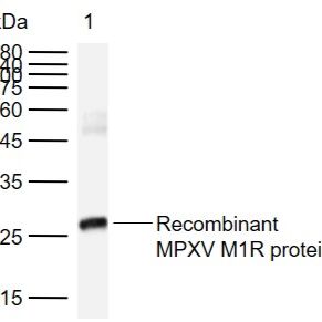 MPXV/M1R Rabbit pAb