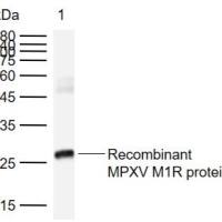 MPXV/M1R Rabbit pAb