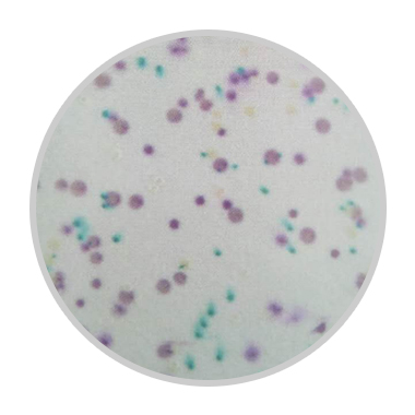 HiDtect鉴定纸优势