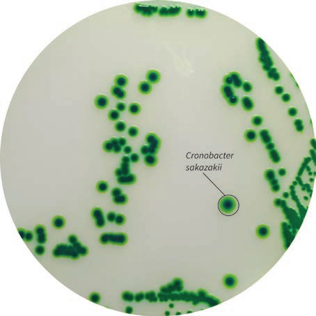 三种阪崎克罗诺杆菌显色培养基