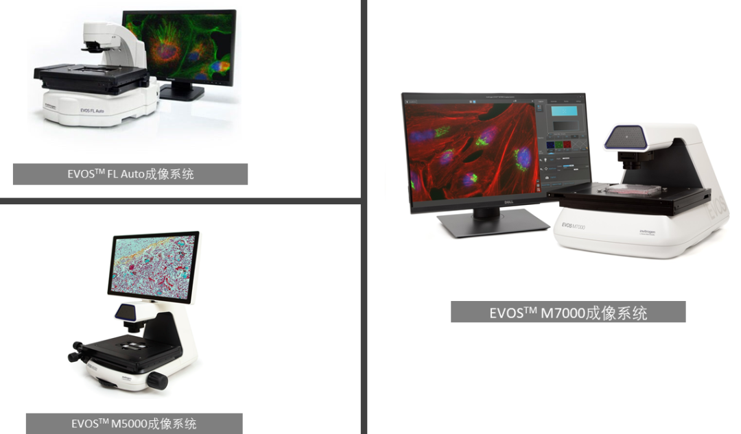 EVOS|点亮细胞之美