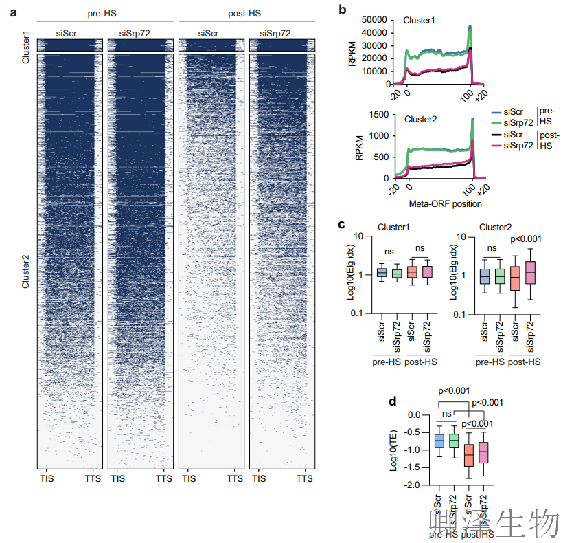 【热应激的翻译调控】 | 7SL RNA与信号识别颗粒（SRP）的双重身份大揭秘！
