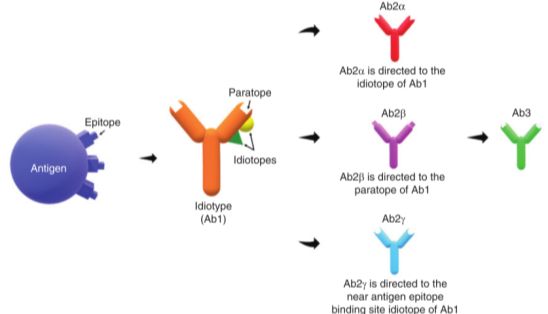斯达特抗独特型抗体定制服务