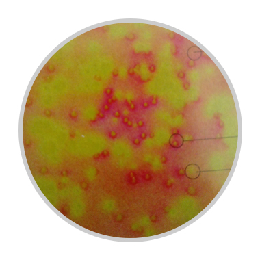 快速鉴定纸HiDtect™在制药工业中的应用