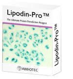 专业抗体释放，蛋白质转染试剂盒-Lipodin Kits